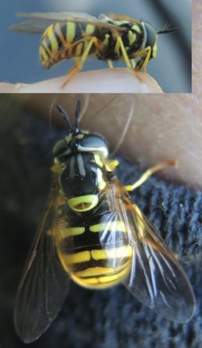 Réf. 335 715 : Chrysotoxum arcuatum